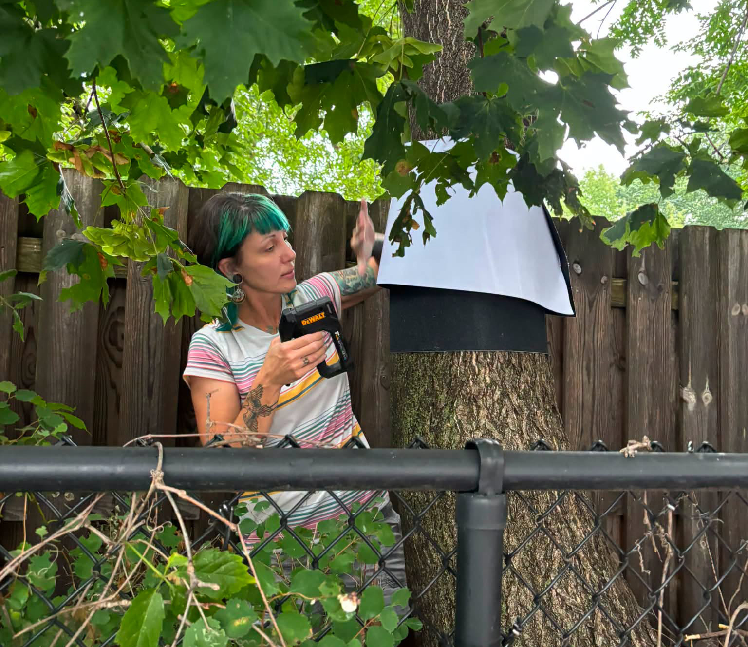Kelly Konieczki installing a lampshade trap to a tree.
